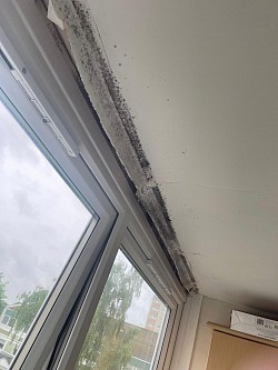 Black mould damage